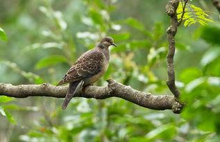 网捕斑鸠技巧视频教程,轻松掌握捕鸟高手秘籍