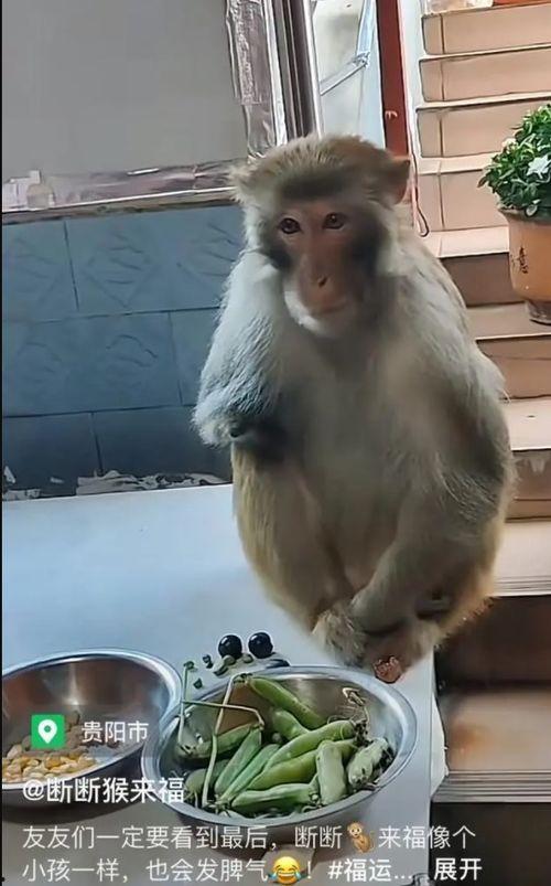 猴的视频,视频里的欢乐时光