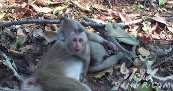 猴的视频,视频里的欢乐时光
