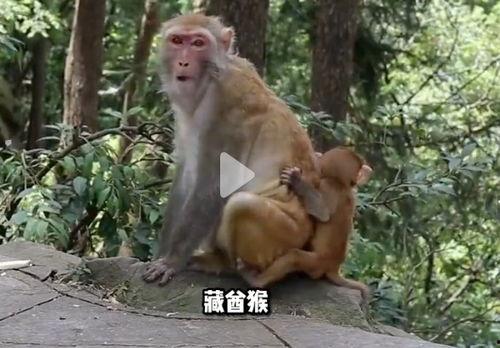 猴的视频,视频里的欢乐时光