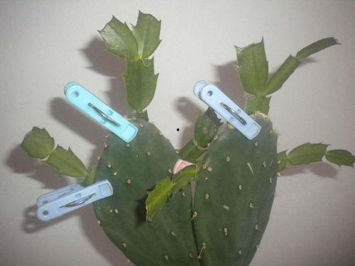 仙人掌嫁接蟹爪兰视频