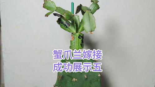 仙人掌嫁接蟹爪兰视频