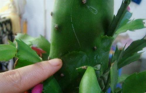 仙人掌嫁接蟹爪兰视频
