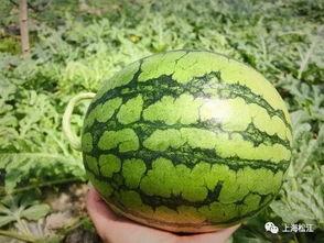 瓜拉卢佩今日推荐,探寻热带风情美食之旅