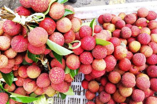 今日甜王瓜价格多少钱一斤