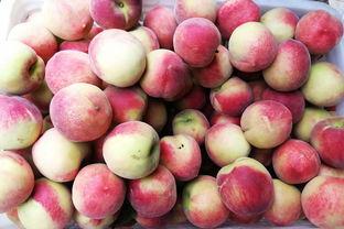 今日甜王瓜价格多少钱一斤