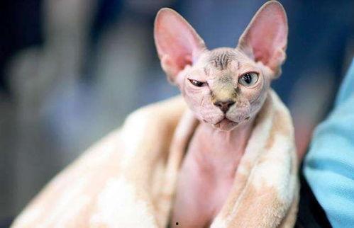 无毛猫交配视频,揭秘神秘繁殖过程