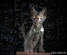 无毛猫交配视频,揭秘神秘繁殖过程