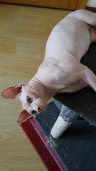 无毛猫交配视频,揭秘神秘繁殖过程