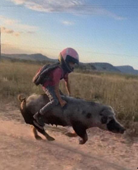 骑猪视频,骑猪视频带你领略别样风情