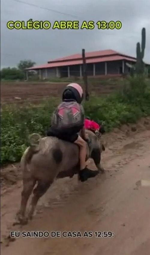 骑猪视频,骑猪视频带你领略别样风情