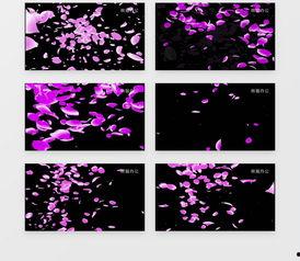 花瓣视频素材,捕捉生活瞬间，展现美好时光