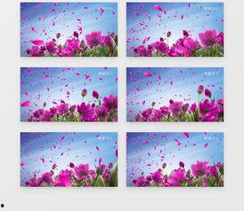 花瓣视频素材,捕捉生活瞬间，展现美好时光