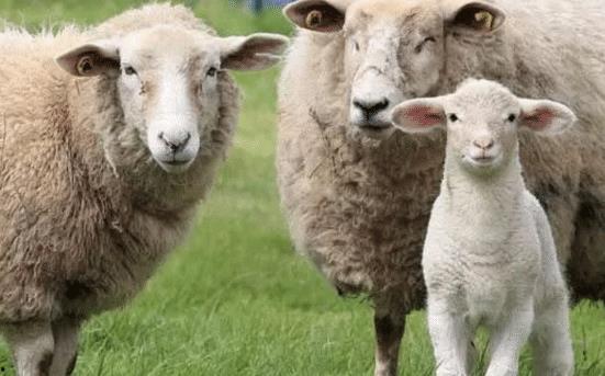 主的羊听主的声音视频,主的声音视频启示录