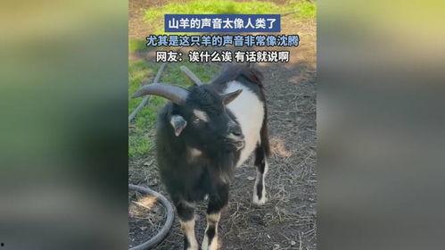 主的羊听主的声音视频,主的声音视频启示录