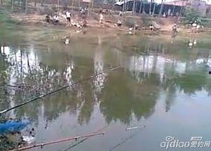 黑坑钓鱼视频,视频解析与经验分享