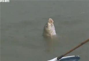 黑坑钓鱼视频,视频解析与经验分享