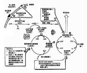 10的分解与组成视频,探索数字分解与组成的奥秘之旅