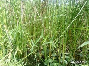 蒲草编织大全视频,视频教程中的精美作品解析