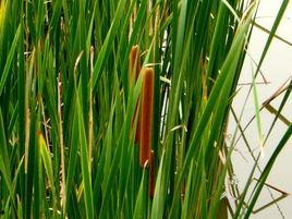 蒲草编织大全视频,视频教程中的精美作品解析