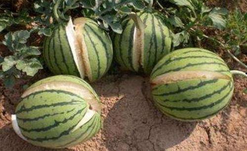 工商爆料吃瓜网是真的吗,吃瓜网真实性揭秘