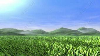 草地视频素材,自然画卷中的宁静与生机