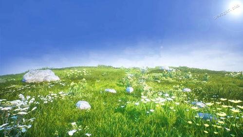 草地视频素材,自然画卷中的宁静与生机