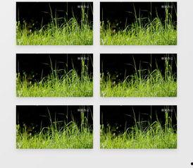 草地视频素材,自然画卷中的宁静与生机