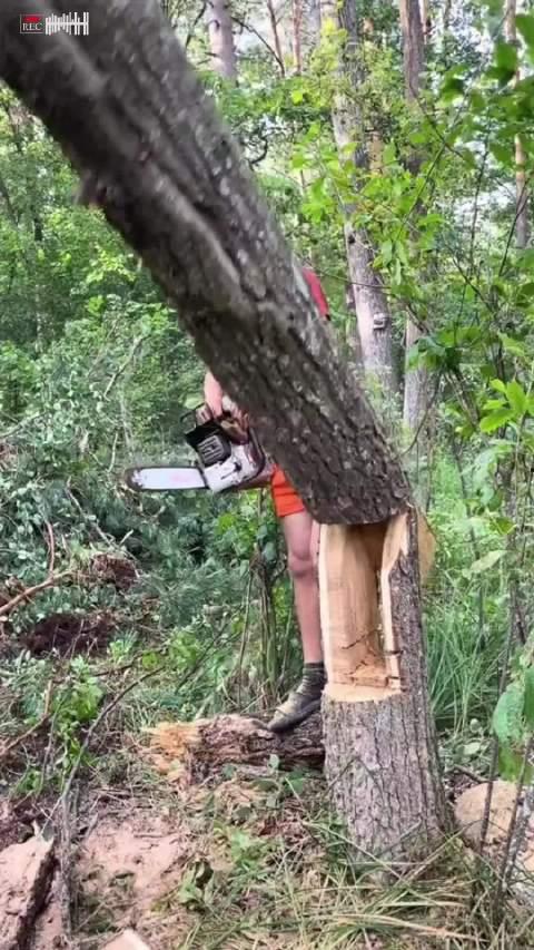 伐木视频,震撼人心的森林作业全记录