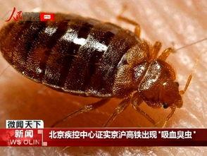 臭虫视频,揭秘生活小害虫的生存之道