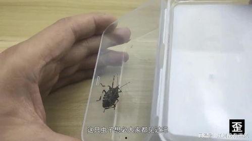臭虫视频,揭秘生活小害虫的生存之道