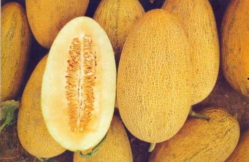 滑县哈密瓜今日价格,价格行情一览”