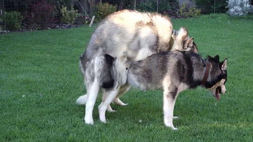 小狗与大狗交配视频,小狗与大狗亲密交配瞬间