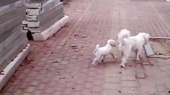 小狗与大狗交配视频,小狗与大狗亲密交配瞬间