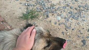 小狗与大狗交配视频,小狗与大狗亲密交配瞬间